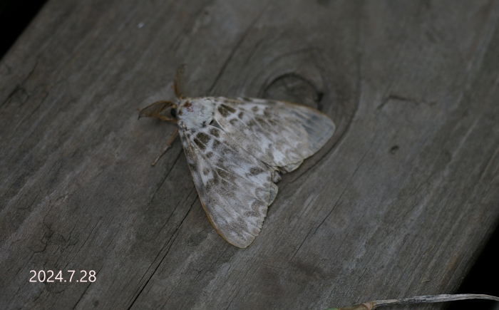 カシワマイマイ♂　Lymantria mathura aurora　