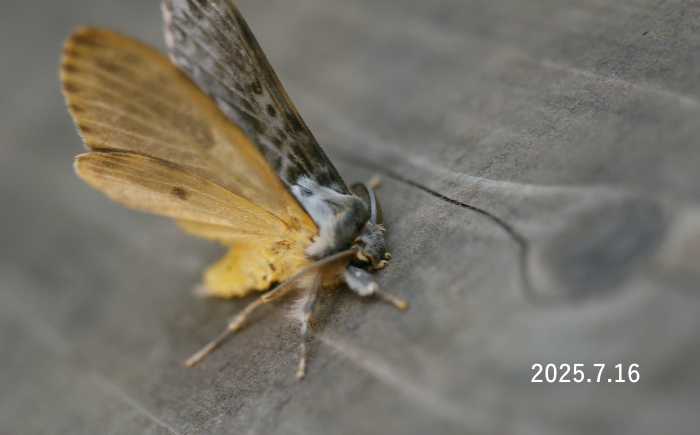 カシワマイマイ　Lymantria mathura aurora