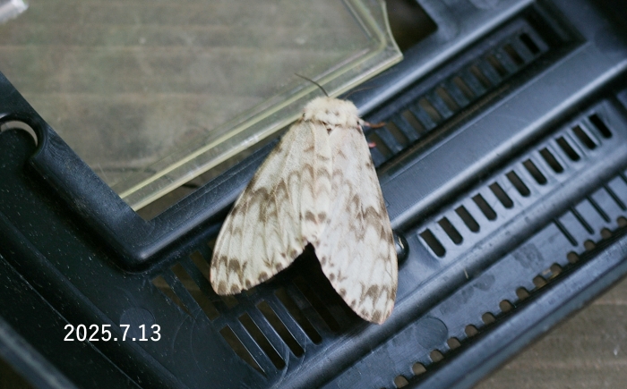 カシワマイマイ♀　Lymantria mathura aurora