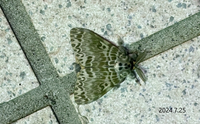 カシワマイマイ♂　Lymantria mathura aurora