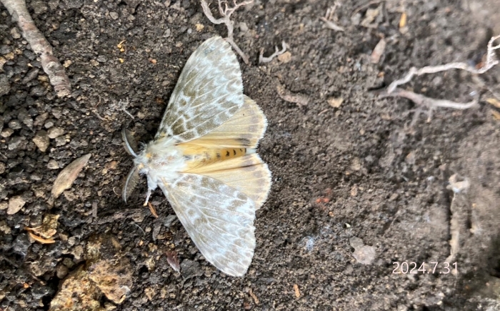 カシワマイマイ♂　Lymantria mathura aurora