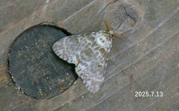 カシワマイマイ♂　Lymantria mathura aurora