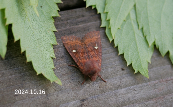 カバイロミツボシキリガ　Eupsilia boursini 