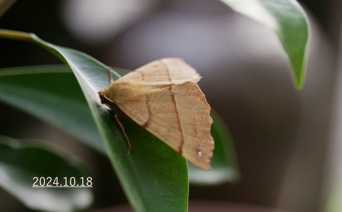 カバエダシャク　Colotois pennaria ussuriensis