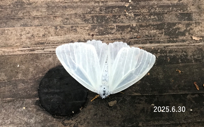 キアシドクガ　Ivela auripes