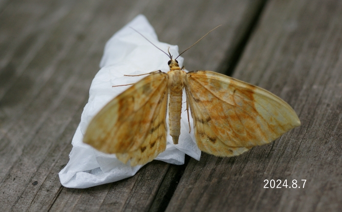 キマダラオオナミシャク　Gandaritis fixseni