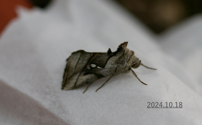 ギンモンシロウワバ　Macdunnoughia purissima