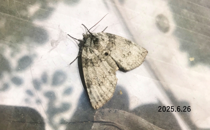 ギンモントガリバ　Parapsestis argenteopicta