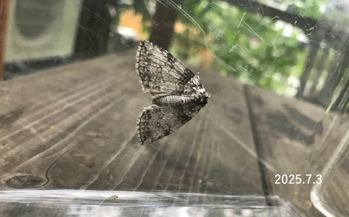 ギンモントガリバ　Parapsestis argenteopicta