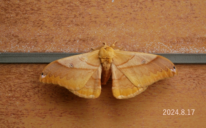 クスサン　Saturnia japonica