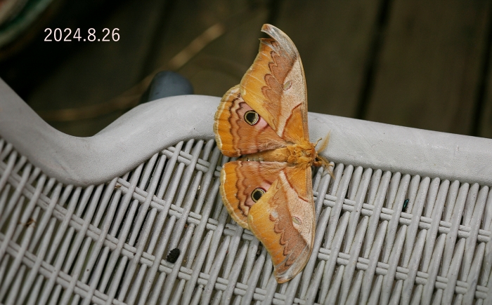 クスサン　Saturnia japonica