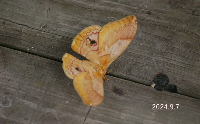 クスサン　Saturnia japonica