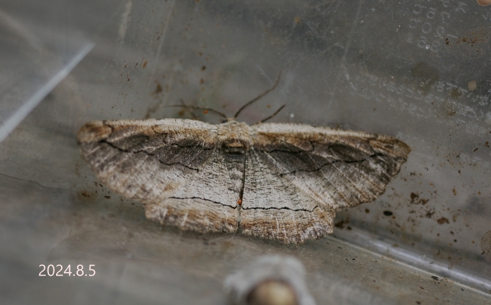 クワエダシャク　Phthonandria atrilineata