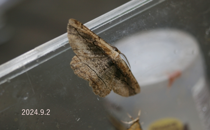 クワエダシャク　Phthonandria atrilineata