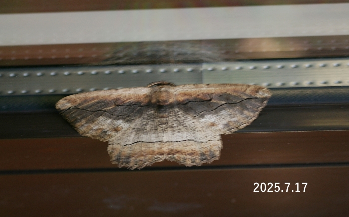 クワエダシャク　Phthonandria atrilineata