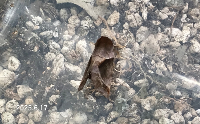 クワゴモドキシャチホコ　Gonoclostera timoniorum