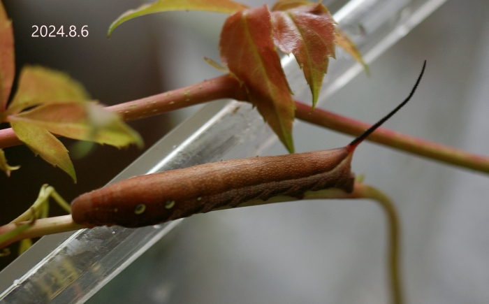 コスズメ幼虫　Theretra japonica