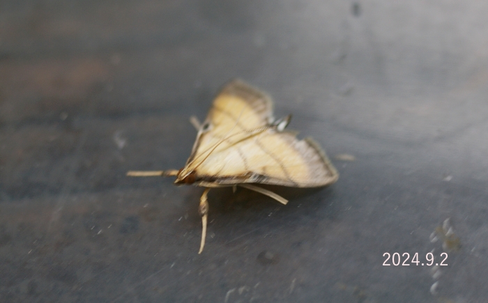 コブノメイガ　Cnaphalocrocis medinalis