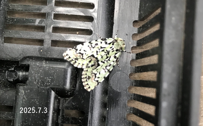 ゴマケンモン　Moma alpium