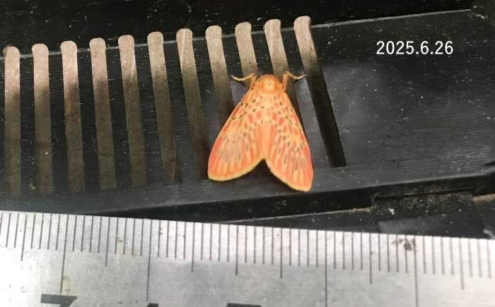 ゴマダラベニコケガ　Barsine pulchra leacrita