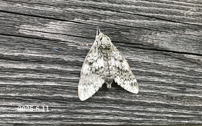 サザナミスズメ　Dolbina tancrei