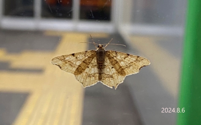 シャンハイオエダシャク　Macaria shanghaisaria