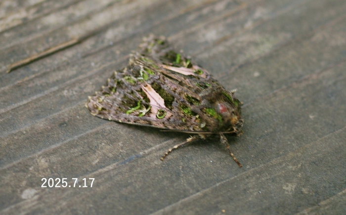 シロスジアオヨトウ　Trachea atriplicis gnoma