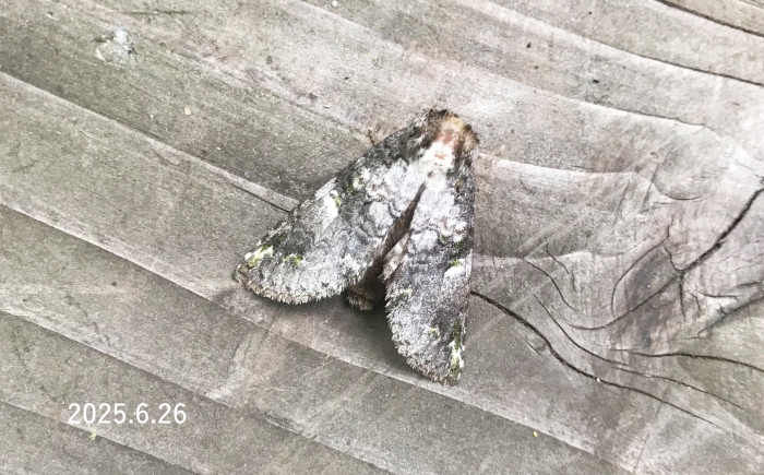 シロテンシャチホコ　Ellida viridimixta