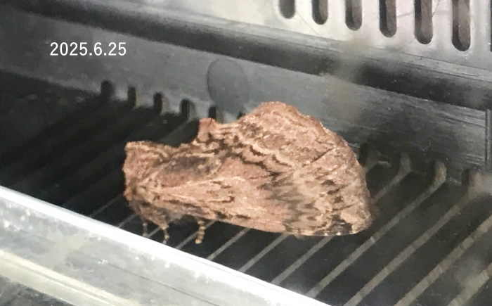 スジエグリシャチホコ？　Ptilodon sp.　