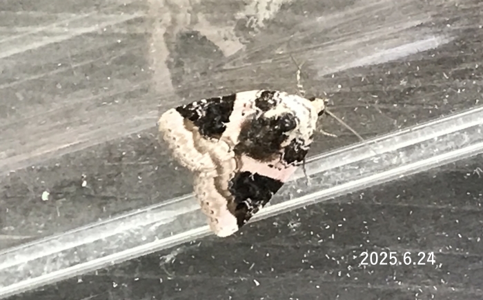 タデキリガ　Pseudeustrotia candidula