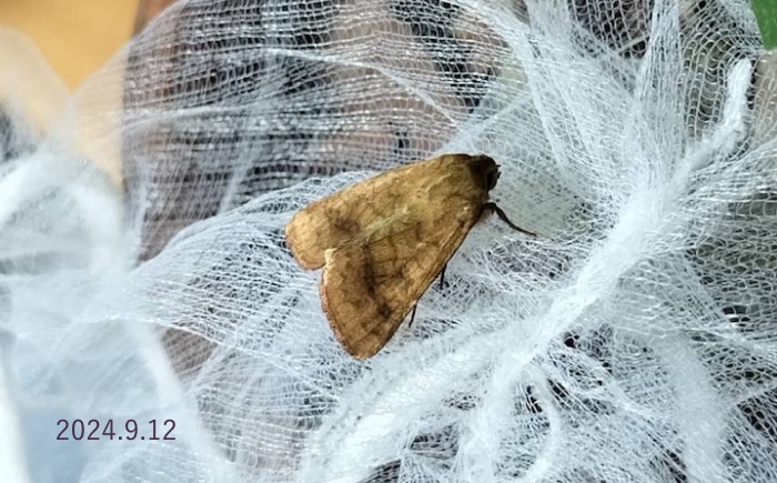 タバコガsp.　Helicoverpa sp.　