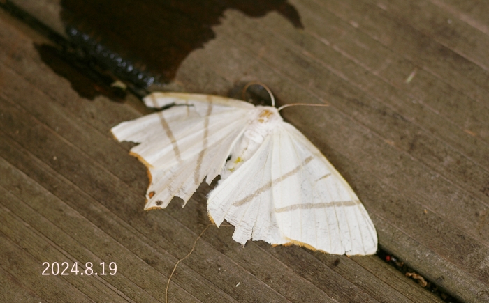 ツバメエダシャクsp.　Ourapteryx sp.