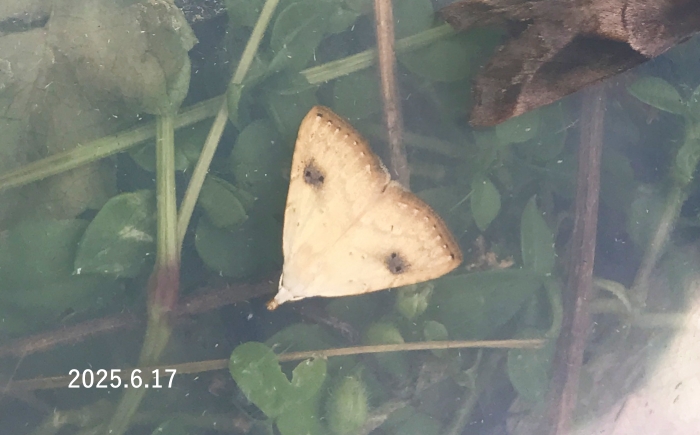 テンクロアツバ　Rivula sericealis