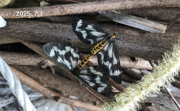 トンボエダシャク　Cystidia stratonice