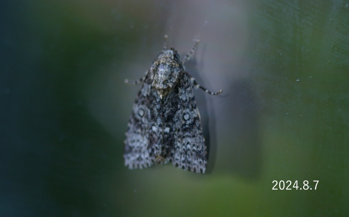 ナシケンモン　Viminia rumicis