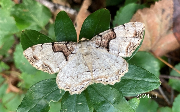 ナカジロネグロエダシャク　Ramobia mediodivisa　