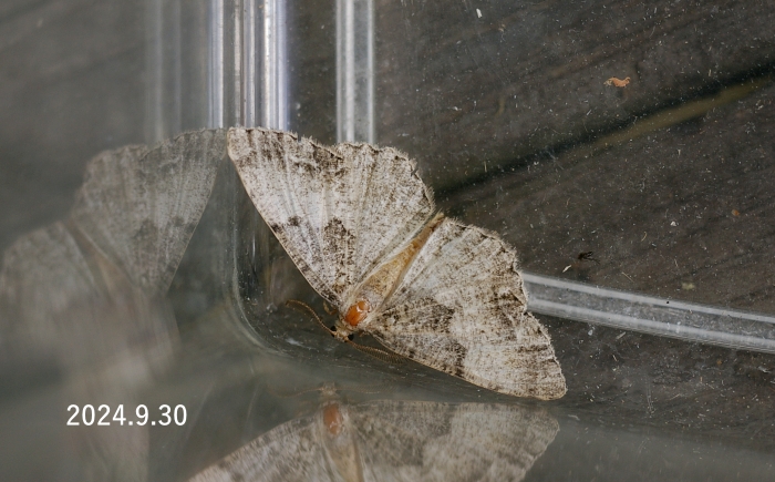 ネグロエダシャク　Ramobia basifuscaria