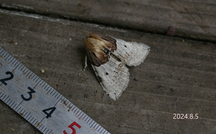 ネグロトガリバ　Mimopsestis basalis