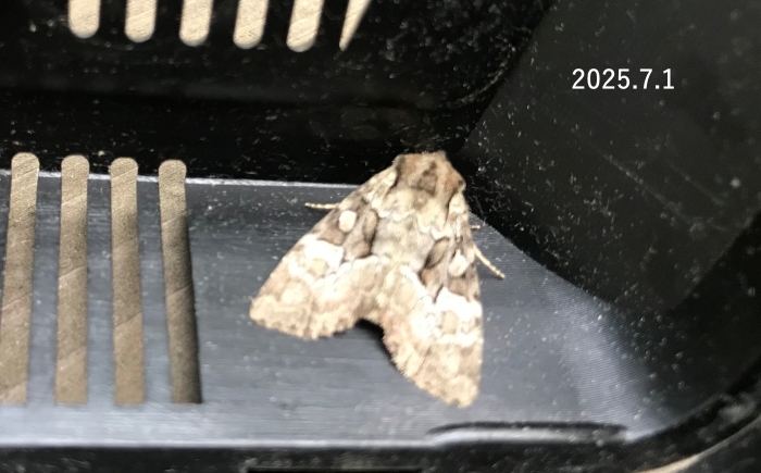 ネスジシラクモヨトウ　Apamea hampsoni