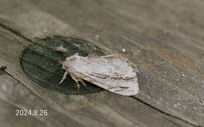 ハイイロシャチホコ　Microphalera grisea