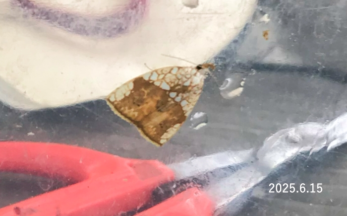 ハイイロリンガ　Gabala argentata