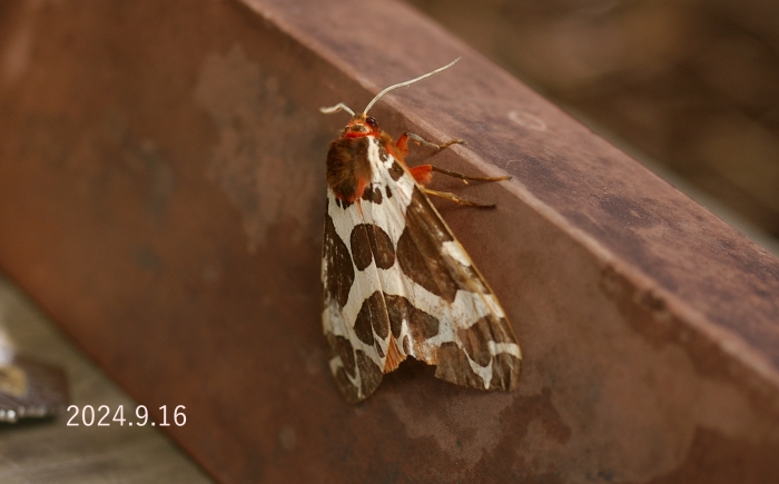 ヒトリガ　Arctia caja phaeosoma