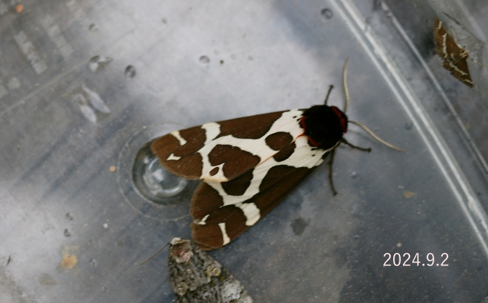 ヒトリガ　Arctia caja phaeosoma