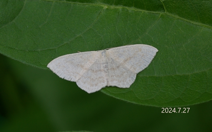 不明ヒメシャク　Sterrhinae sp.