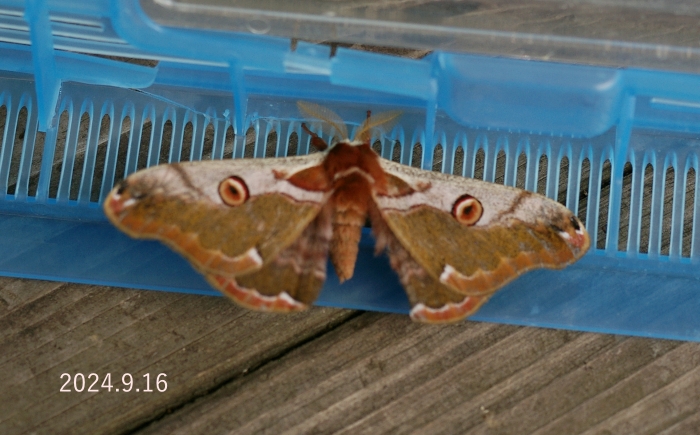 ヒメヤママユ　Saturnia jonasii