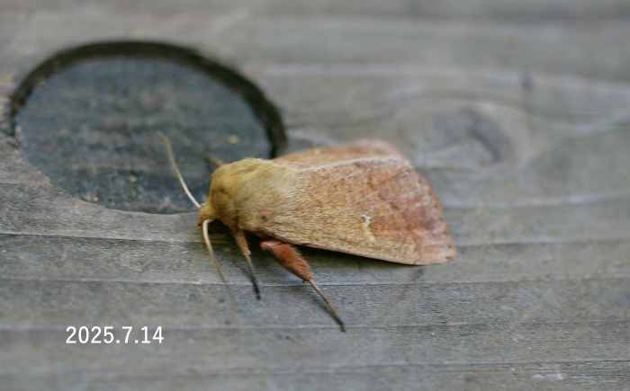 フタオビキヨトウ　Mythimna sp.