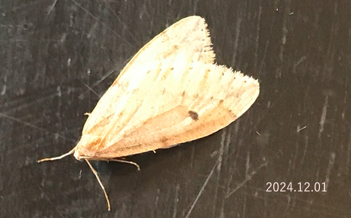 フユシャクsp.　Alsophilinae sp.