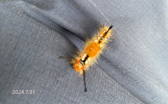 ブドウドクガ幼虫　Ilema eurydice