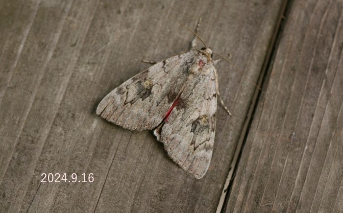 ベニシタバ　Catocala electa zalmunna