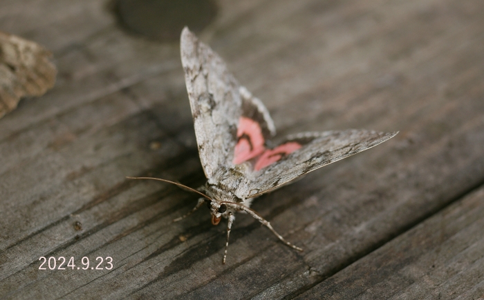 ベニシタバ　Catocala electa zalmunna